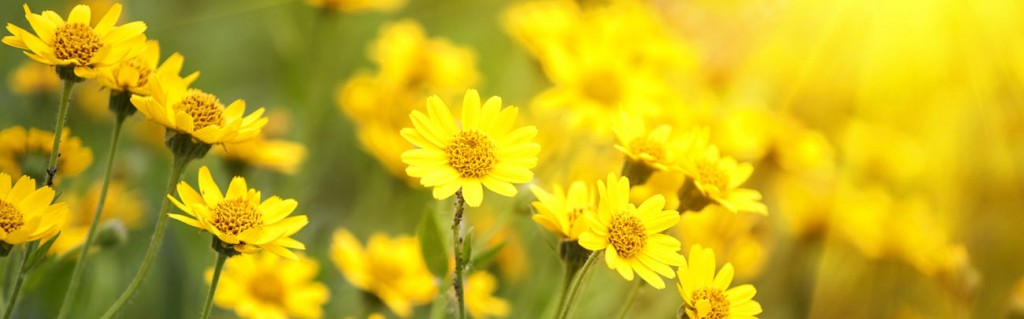 17_yellowflowers